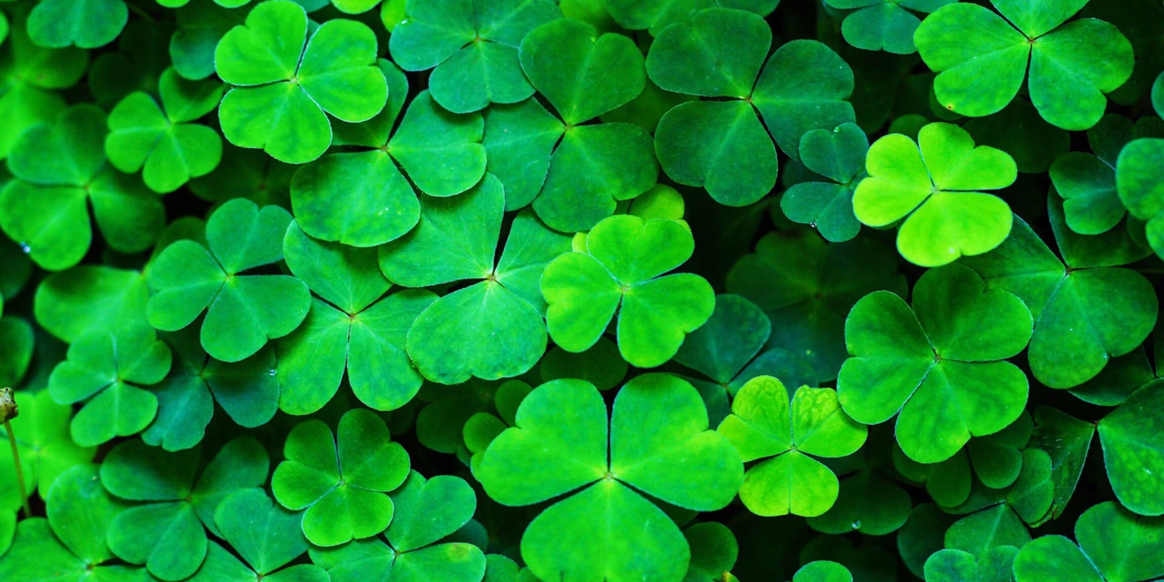 St. Patrick's Day